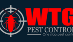 Ant treatment pest control